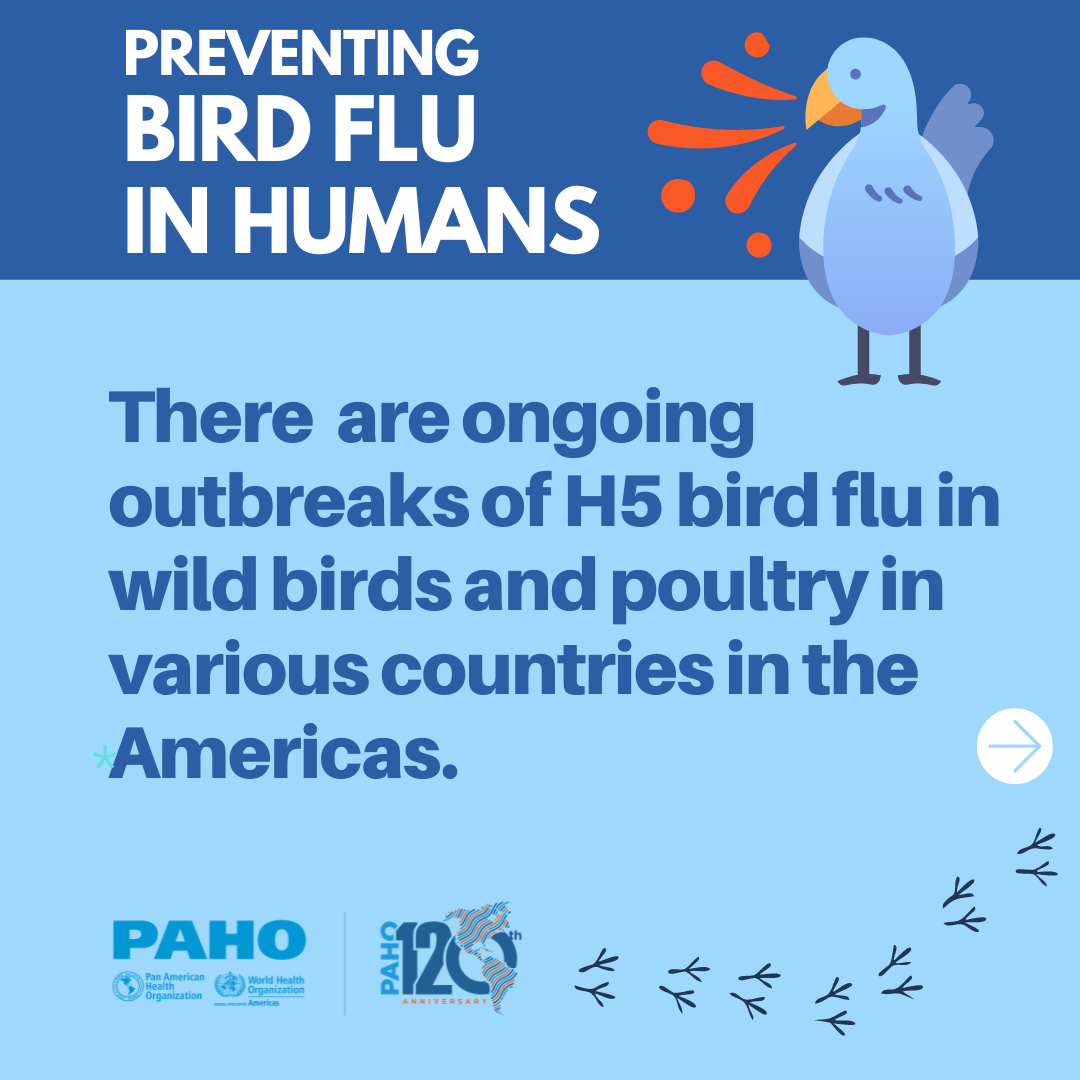 Bird flu: Public Advice 