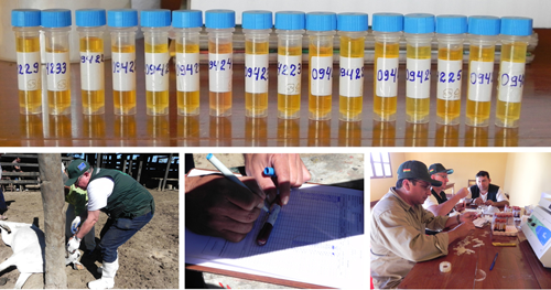 Veterinary services and lab work