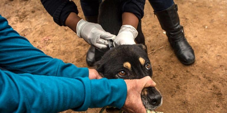 Dog vaccination in Guatemala