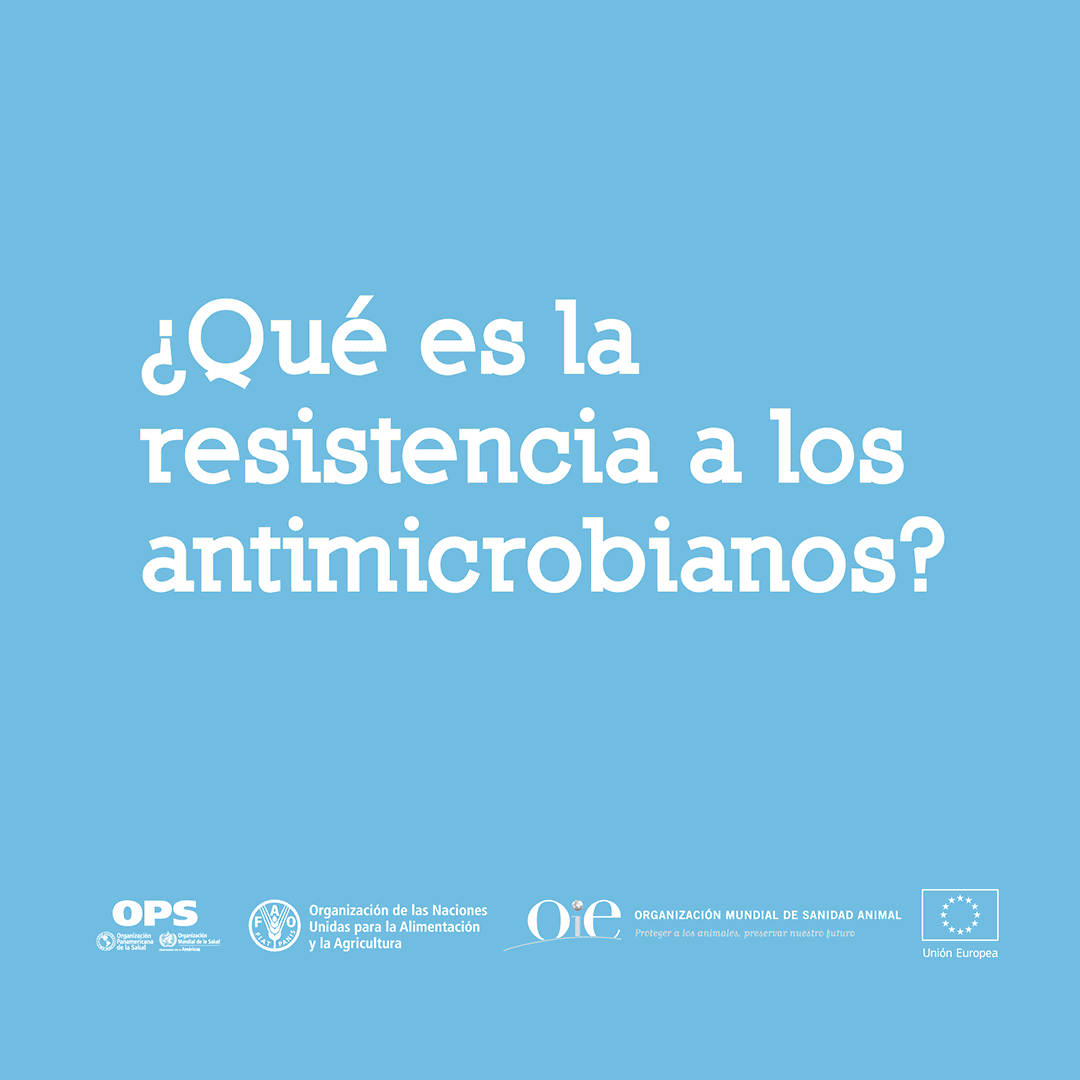 GIF ¿Qué es la resistencia a los antimicrobianos?