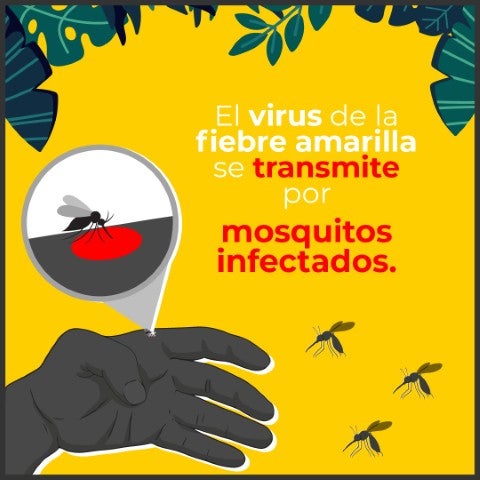 infografia fiebre amarilla