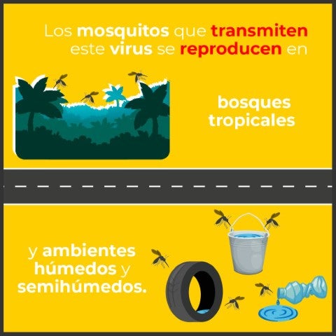infografia fiebre amarilla