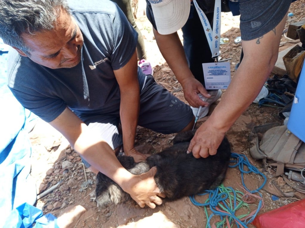 vacunacion rabia canina