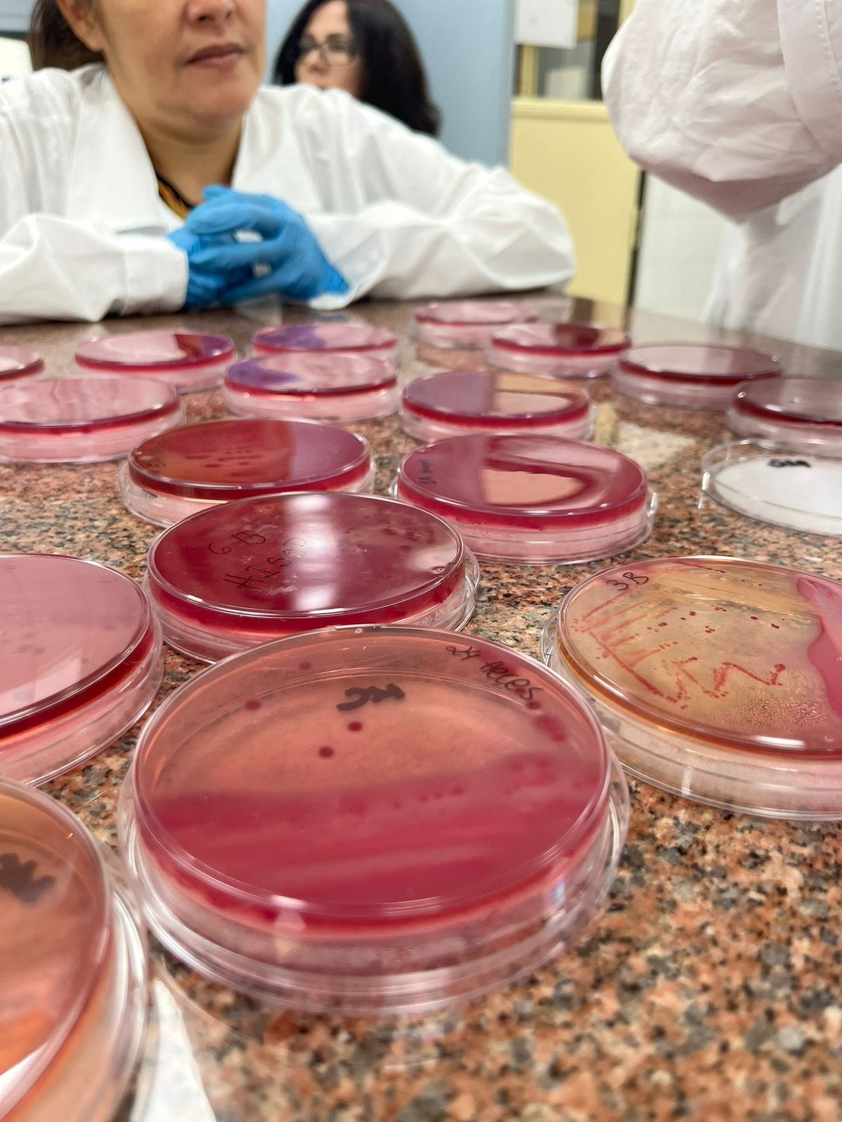 ""técnico de PANAFTOSA capacitando personal de laboratorio de Paraguay en inocuidad de alimentos y RAM