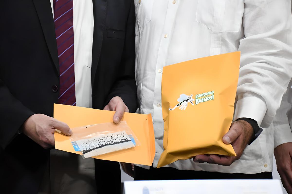 Huevos Aedes aegypti con la bacteria Wolbachia donados a Cuba.