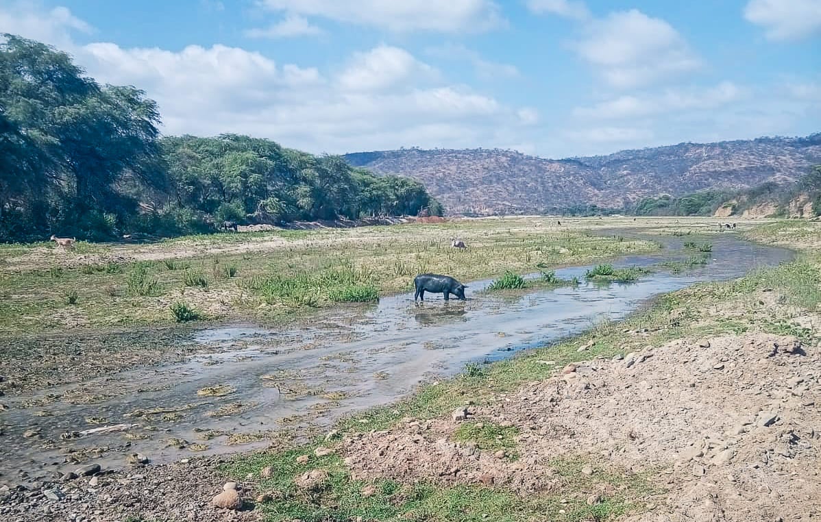 El consumo de carne de cerdo con cisticercosis mal cocida puede infectar a las personas, dando lugar al desarrollo de la teniasis.