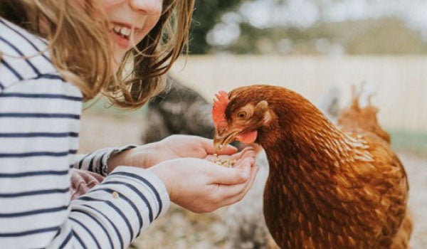 Una niña alimentando con la mano a una gallina marrón en un entorno al aire libre, ilustrando el contacto cercano entre humanos y aves de corral.