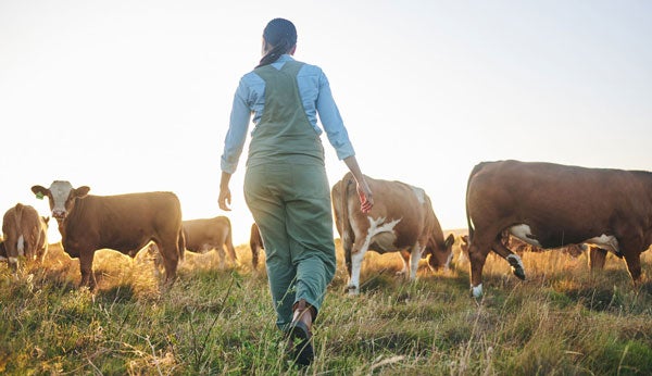 Woman walking in a cattle field