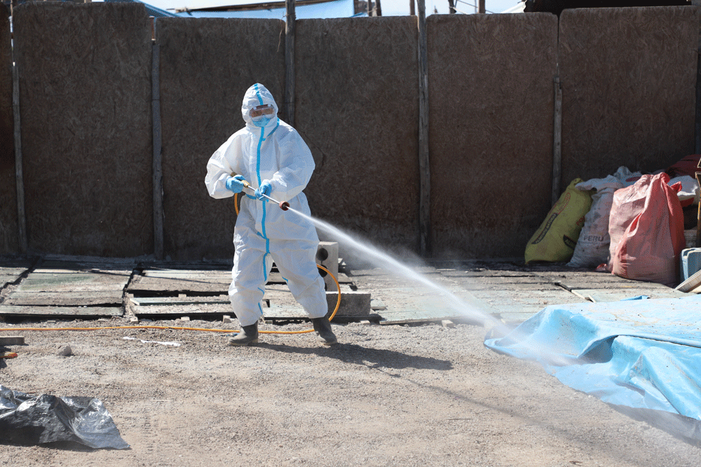 """"técnico paramentando fumigando finca con vacas en simulacro de fiebre aftosa en Perú
