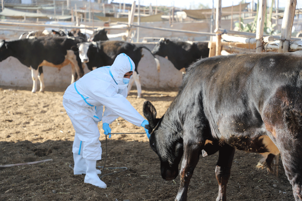 """"técnico paramentando inspeccionando vaca en simulacro de fiebre aftosa en Perú