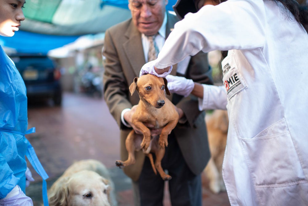 Dog receives vaccination