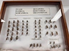 Muestra de laboratorio de insectos