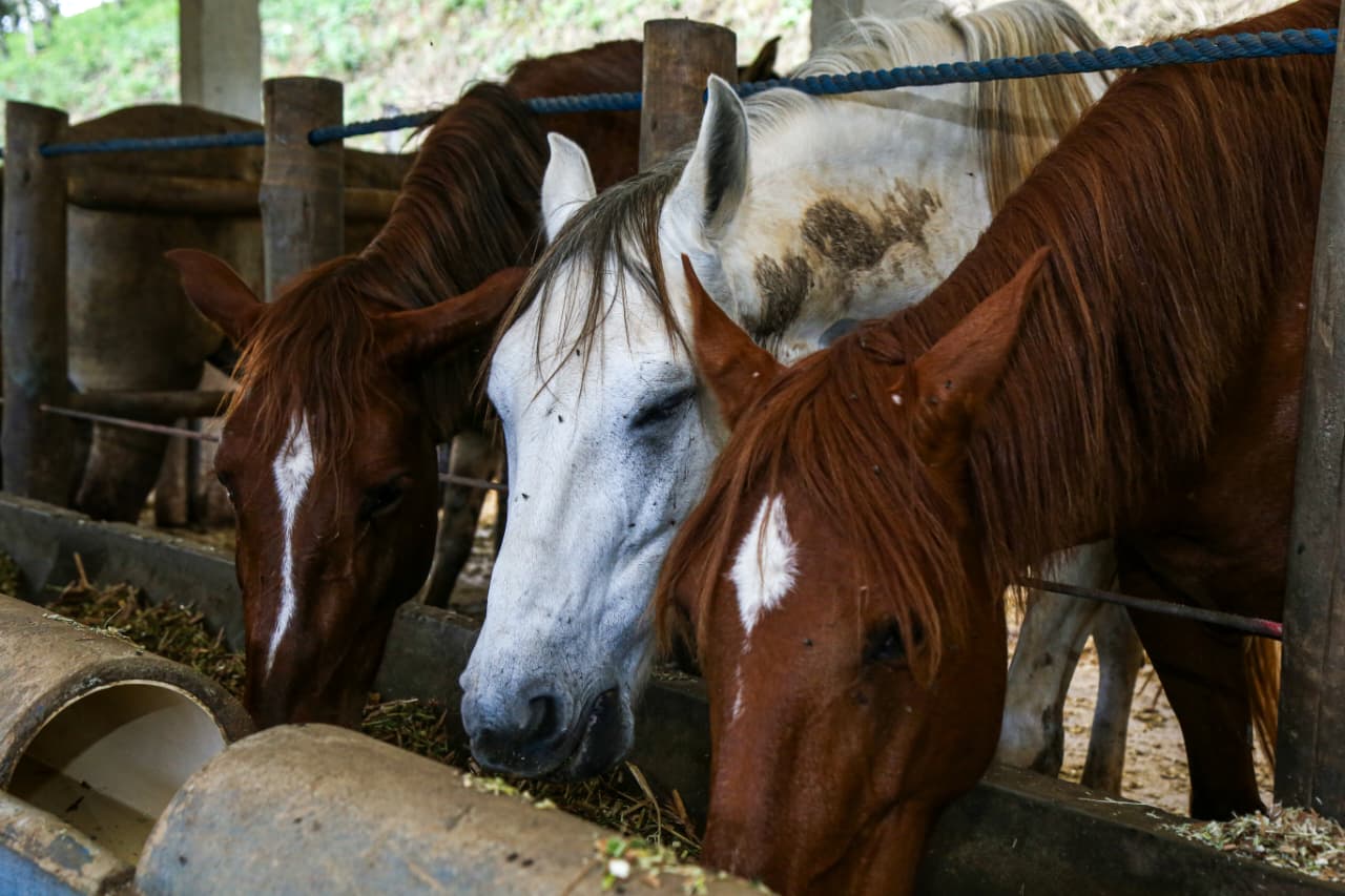 ""caballos del instituto vital brazil