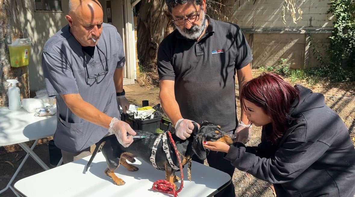 Chile became the first country in South America and the second in the world to receive WHO validation for the elimination of dog-transmitted human rabies as a public health problem.