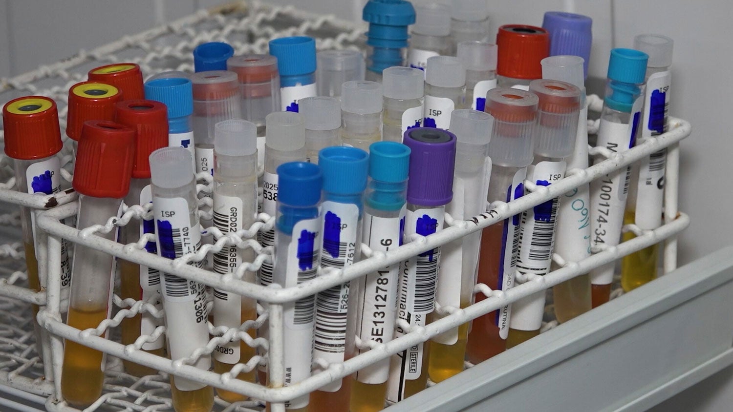 Although the transmission of human rabies by dogs has been eliminated, surveillance remains crucial due to the circulation of the virus in wild animals, especially bats.