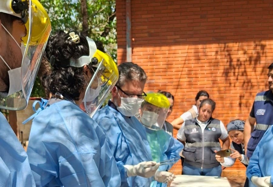 Búsqueda de vectores de fiebre amarilla 