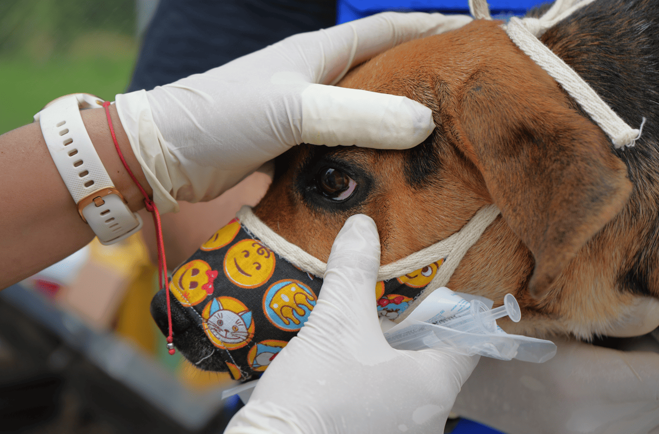 La revisión de los canes incluyó ojos y mucosas
