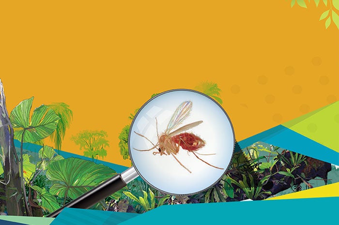 El insecto que causa la Leishmaniasis