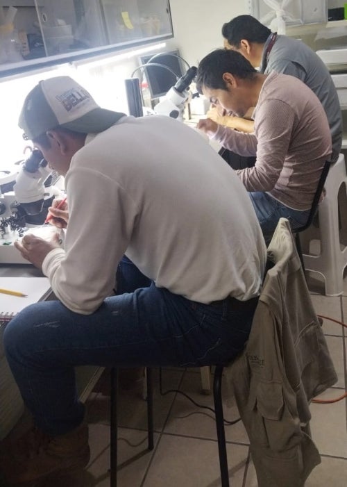 Equipo de Entomología Federal y Estatal, Unidad de Investigación Entomológica y Bioensayos de Chiapas.