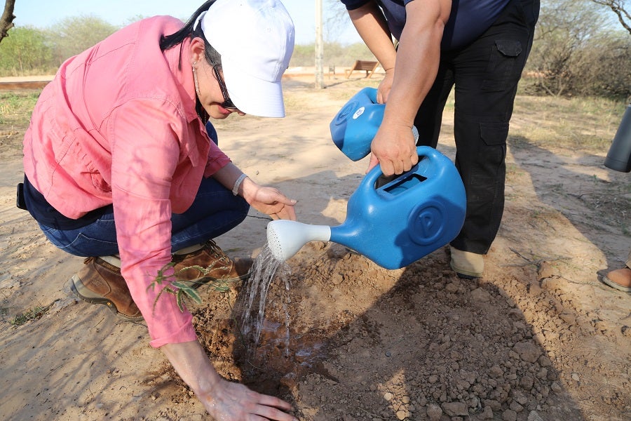 Siembra de 120 arbolitos