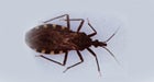 Bolivia alcanza un hito clave en la lucha contra la enfermedad de Chagas 
