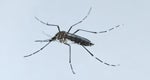 PAHO recommends actions for countries of the Americas to manage Zika virus and control the mosquito that transmits it