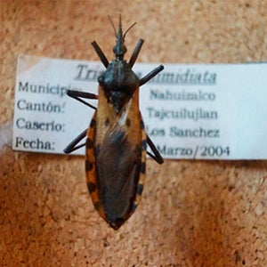Paraguay logró interrumpir la transmisión vectorial domiciliaria de la enfermedad de Chagas