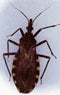 Se realizará  certificación de la eliminación de la transmisión vectorial de la enfermedad de Chagas en la región Moquegua - Perú