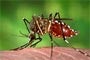 PAHO Director Urges Intensified Efforts against Dengue
