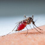 17mo Curso Internacional de Dengue y otros Arbovirus en el contexto de la pandemia de COVID-19