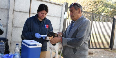 ""ciudadano vacunando perro contra la rabia en Chile