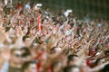 stadium hands