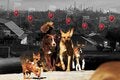portada de la metodología de estimación de la población de perros y gatos en la que aparece un primer plano de perros caminando con el fondo de ciudad detrás
