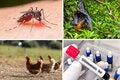 Collage of mosquito, bat, chickens and schistosomiasis image