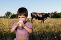 niño bebiendo leche en campo con vaca en el fondo para representar la amenaza de la brucelosis