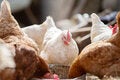 Gallinas de granja