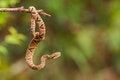 serpiente venenosa bothrops en la naturaleza