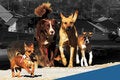 Grupo de cinco perros de distintos tamaños y razas