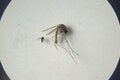 Culicoides paraensis (o menor na foto) e Culex quinquefasciatus (o maior na foto)