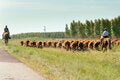 vaqueros y vacas en el campo en Uruguay