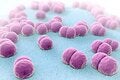 OPS apoya a la República Dominicana en el fortalecimiento de su respuesta a la eliminación de la meningitis bacteriana como problema de salud pública