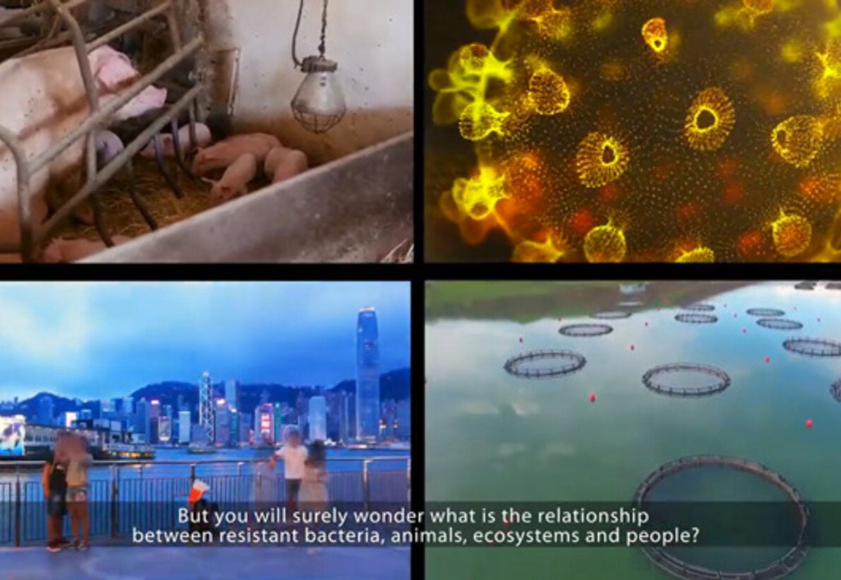 Antimicrobial Resistance and One Health