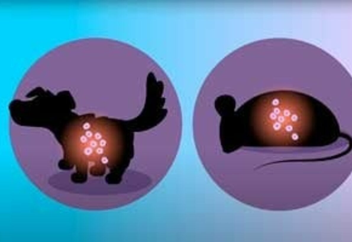 Leishmaniasis visceral. Prevención, síntomas y tratamiento