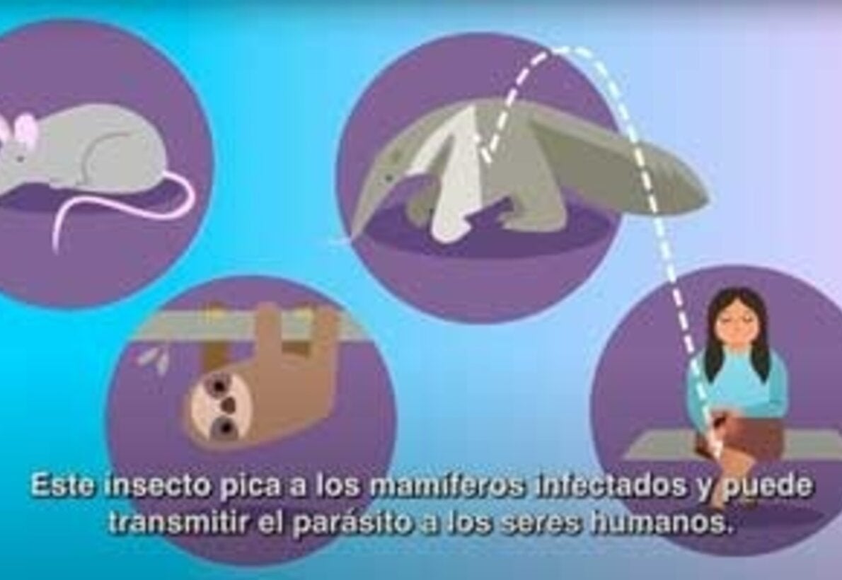 Leishmaniasis cutánea. Prevención, síntomas y tratamiento