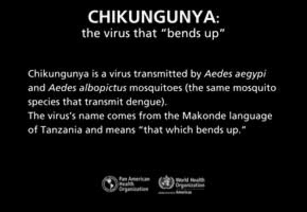 Chikungunya: the virus that bends up