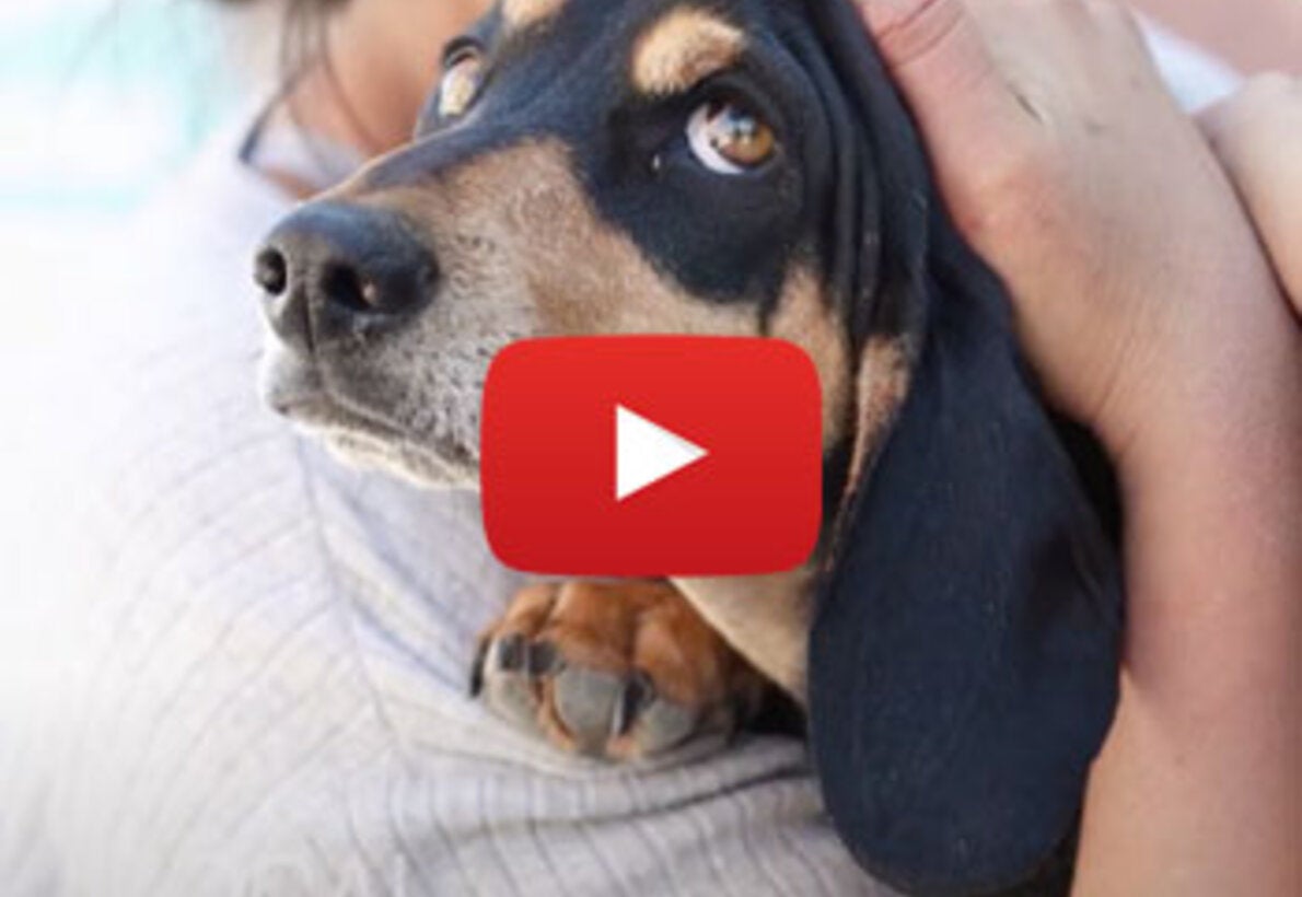 Bolivia and its progress towards rabies elimination