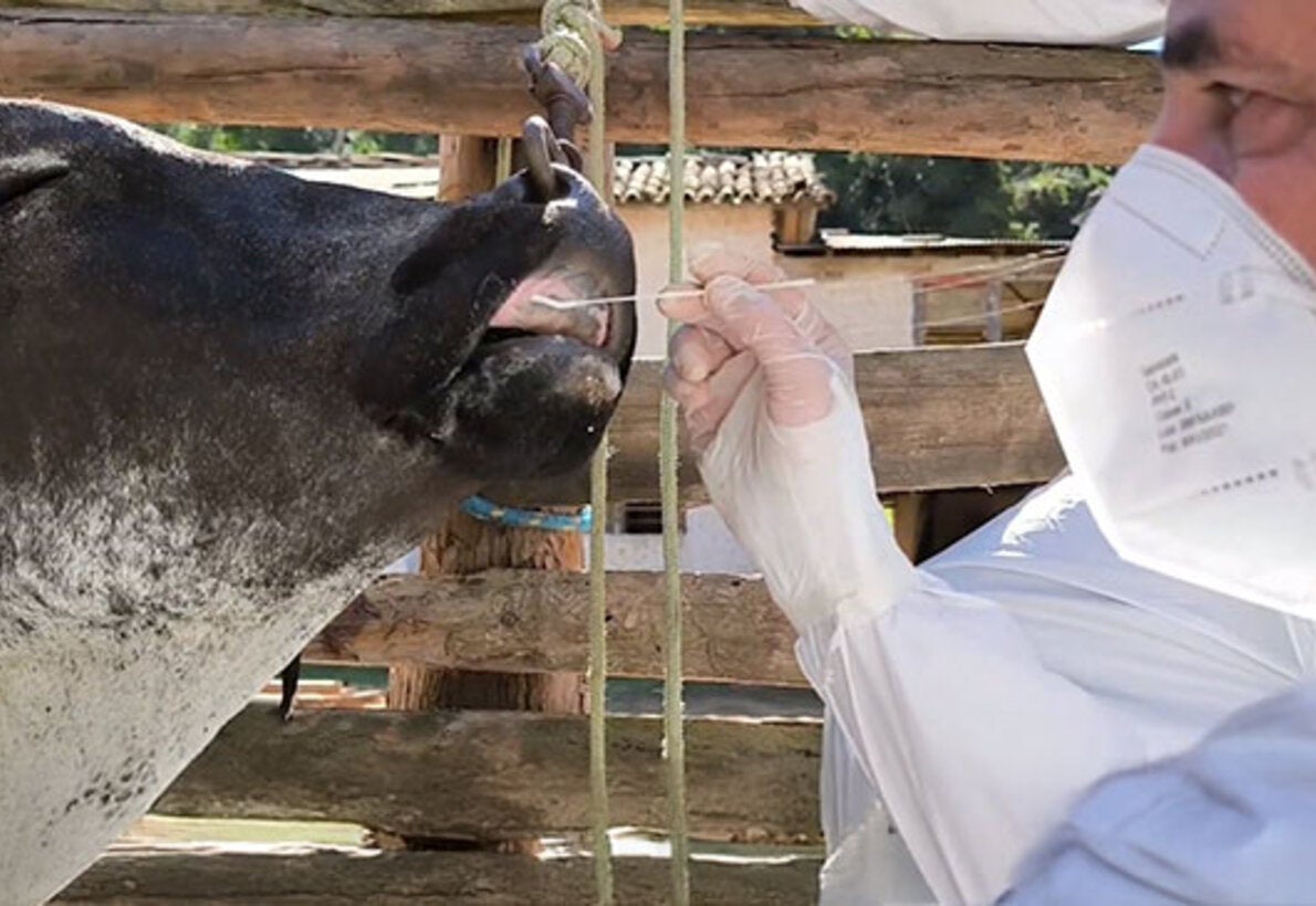 Vet is checking cow for disease