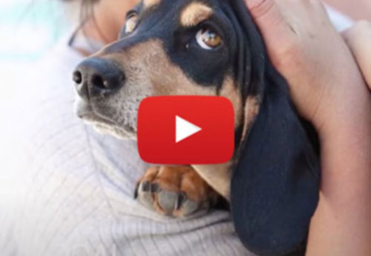 Bolivia y su avance rumbo a la eliminación de la rabia