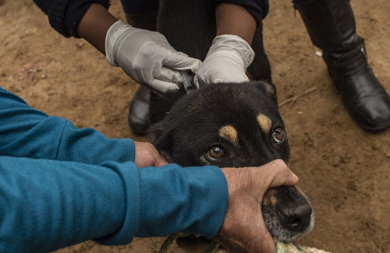 Perro recibiendo vacuna contra la rabia