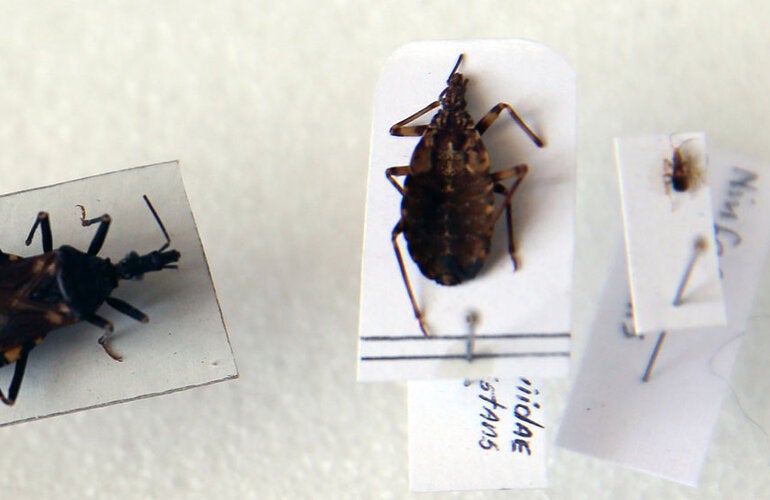 Chagas specimens